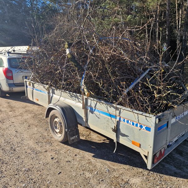 Krūmu zāģēšana un izvešana Jūrmalā: Teritorijas atbrīvošana no lieliem, aizaugušiem krūmie